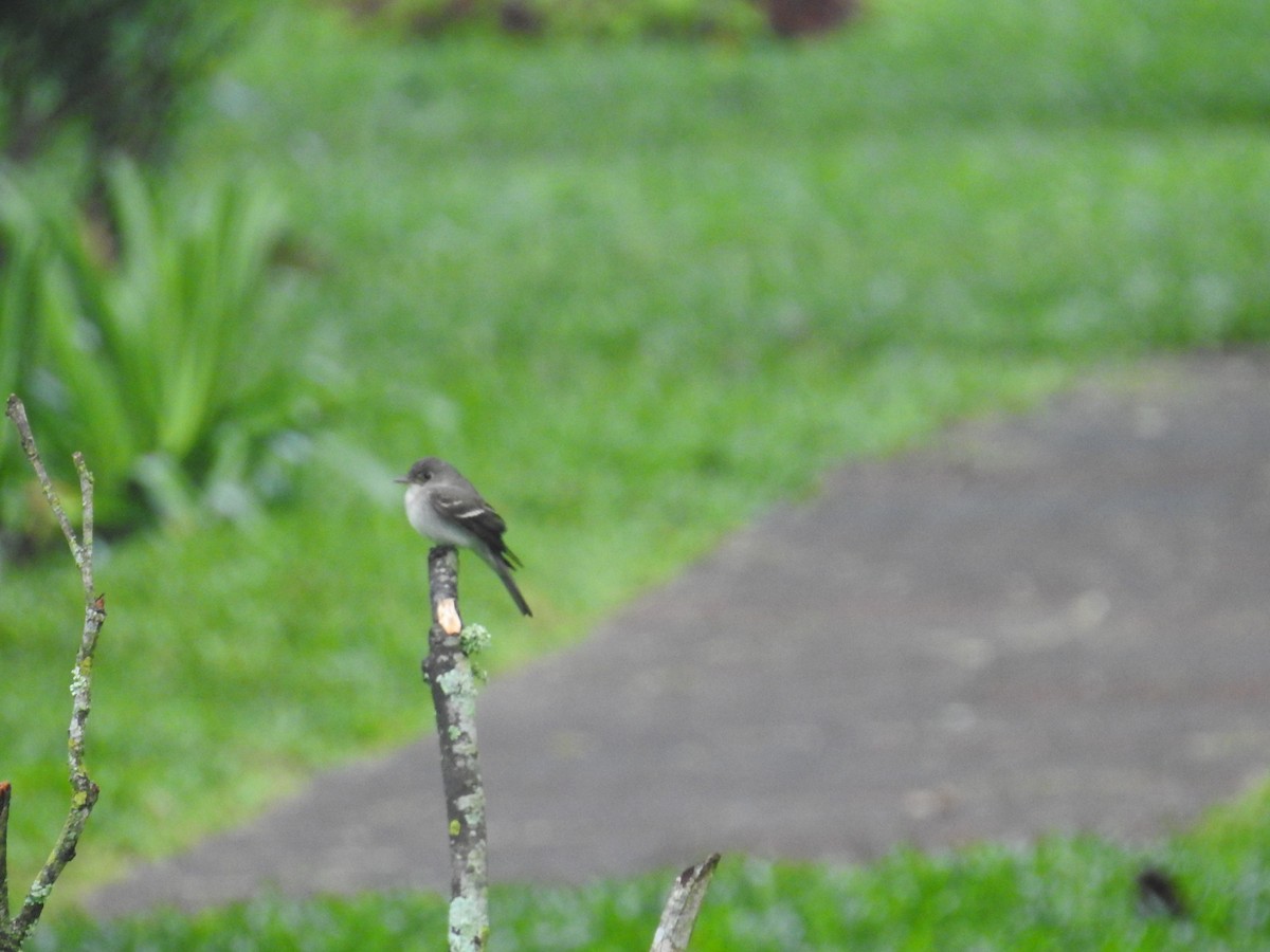 Hellbauch-Schnäppertyrann - ML644582258