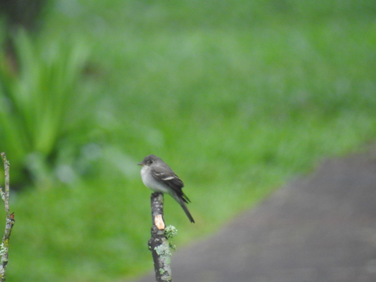 Hellbauch-Schnäppertyrann - ML644582260