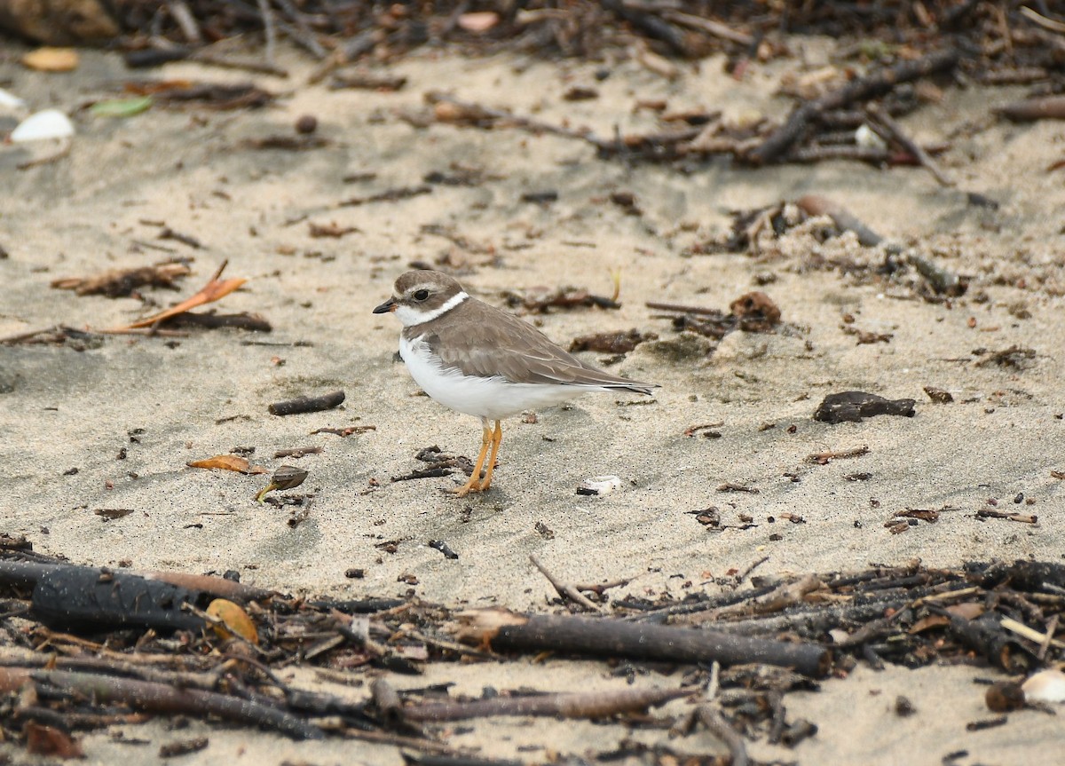 Semipalmated Plover - ML644582264