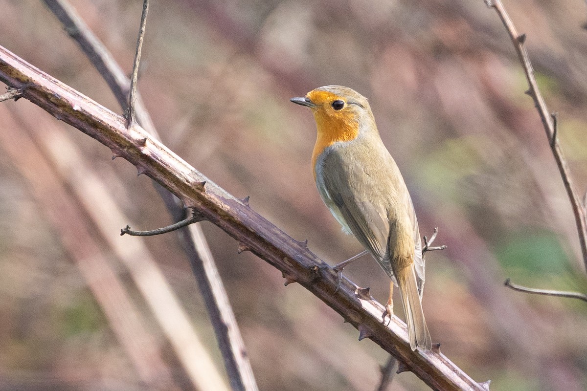 European Robin - ML644582265