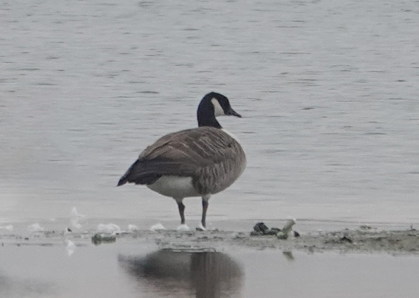 Canada Goose - ML644582269