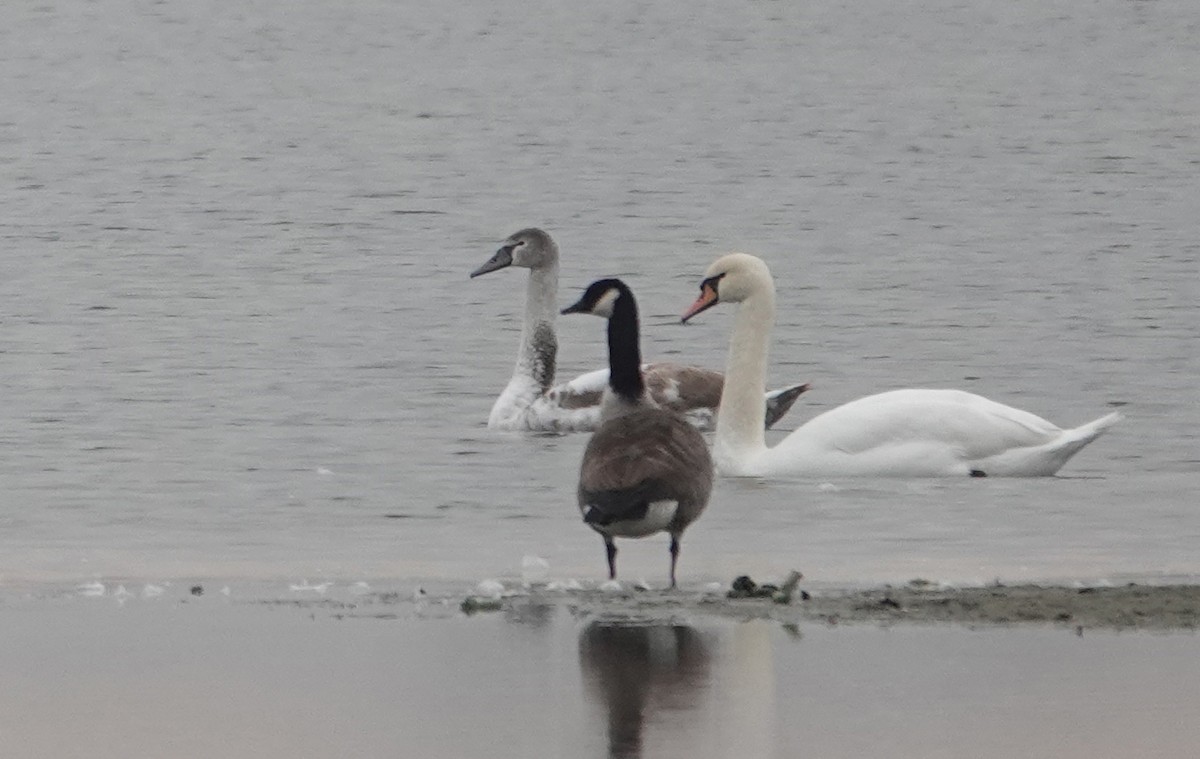 Canada Goose - ML644582270