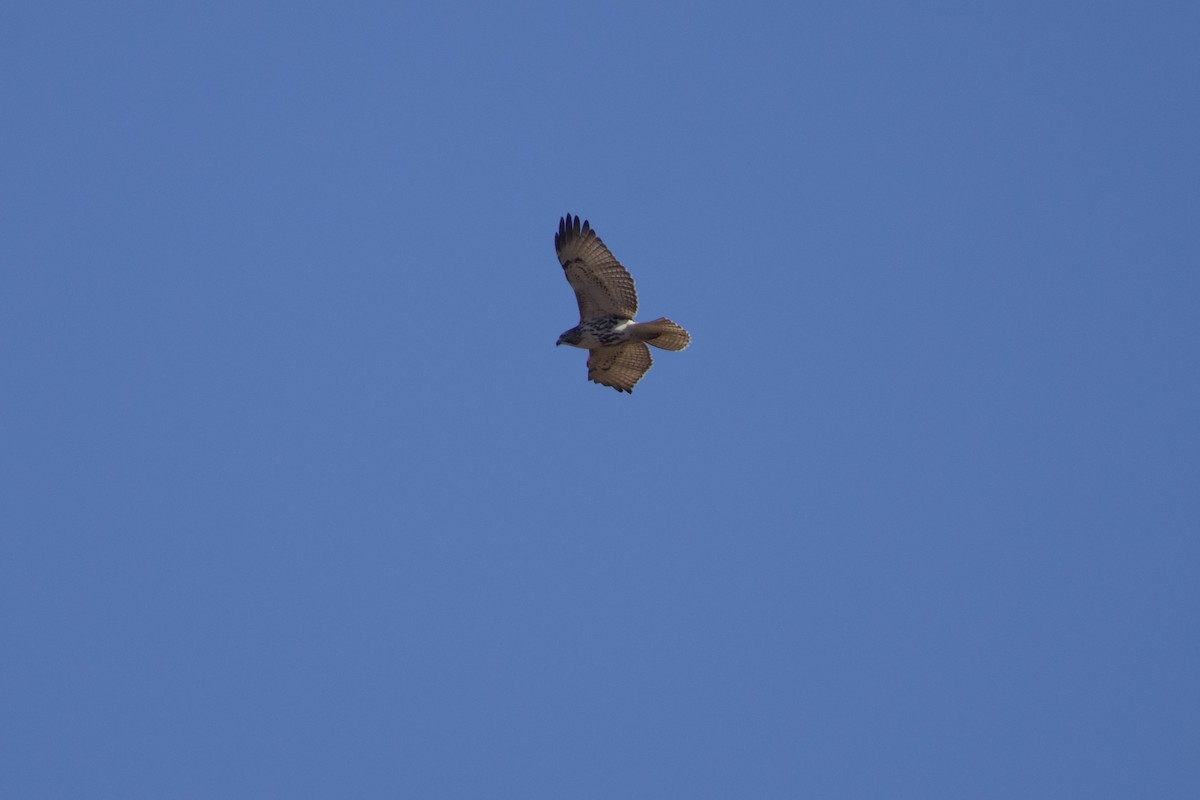 Busardo Colirrojo - ML644582277