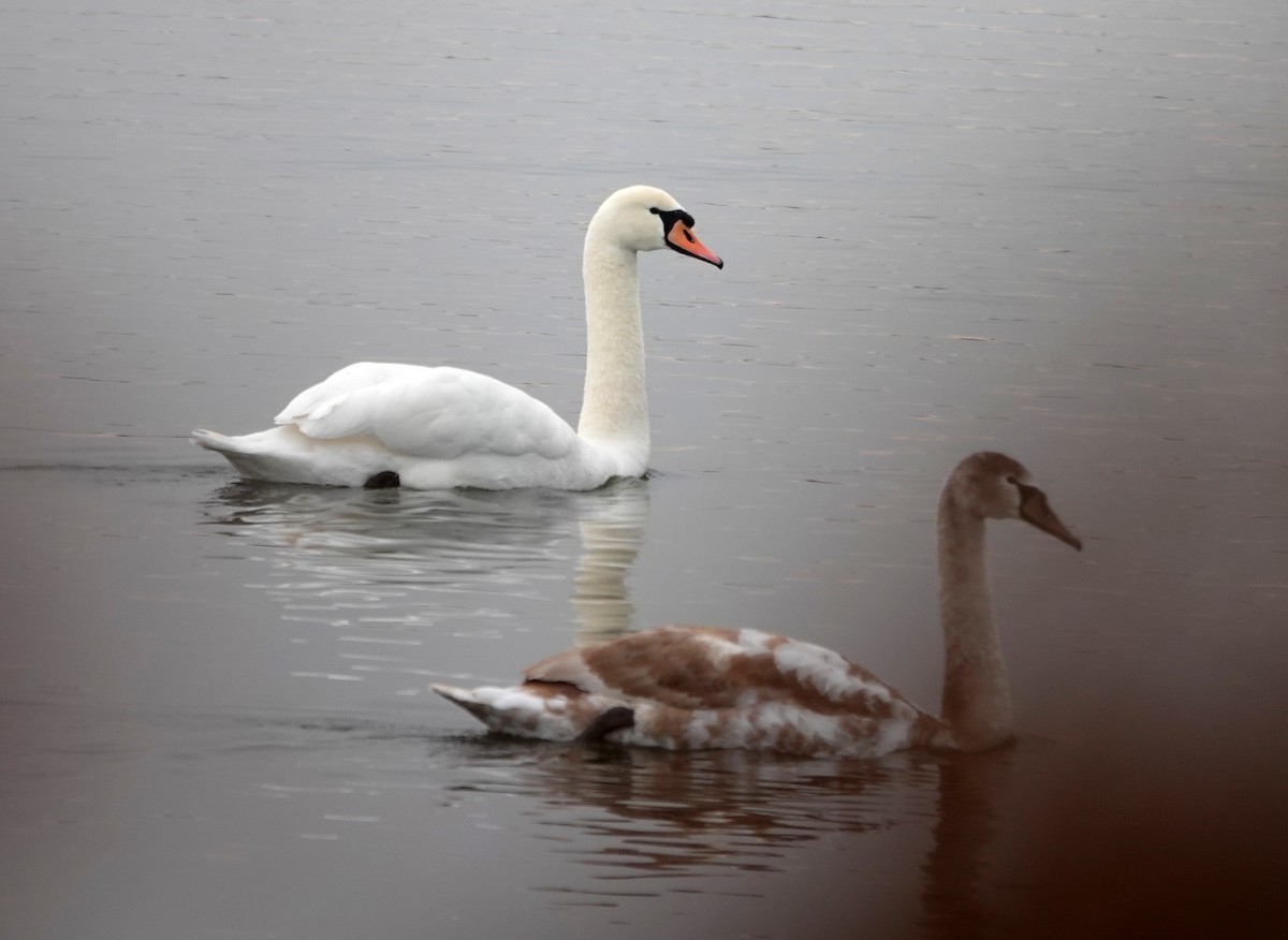 Mute Swan - ML644582278