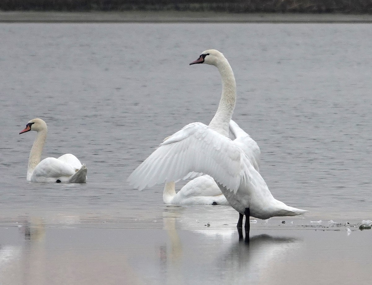 Mute Swan - ML644582279