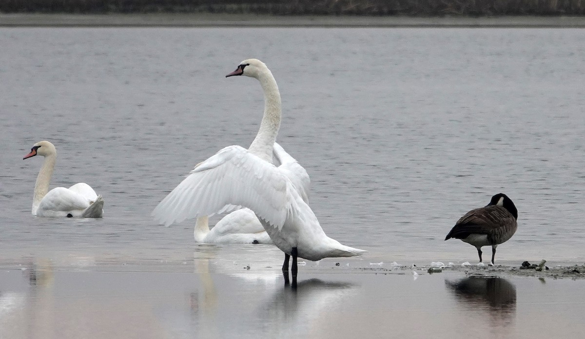 Mute Swan - ML644582280