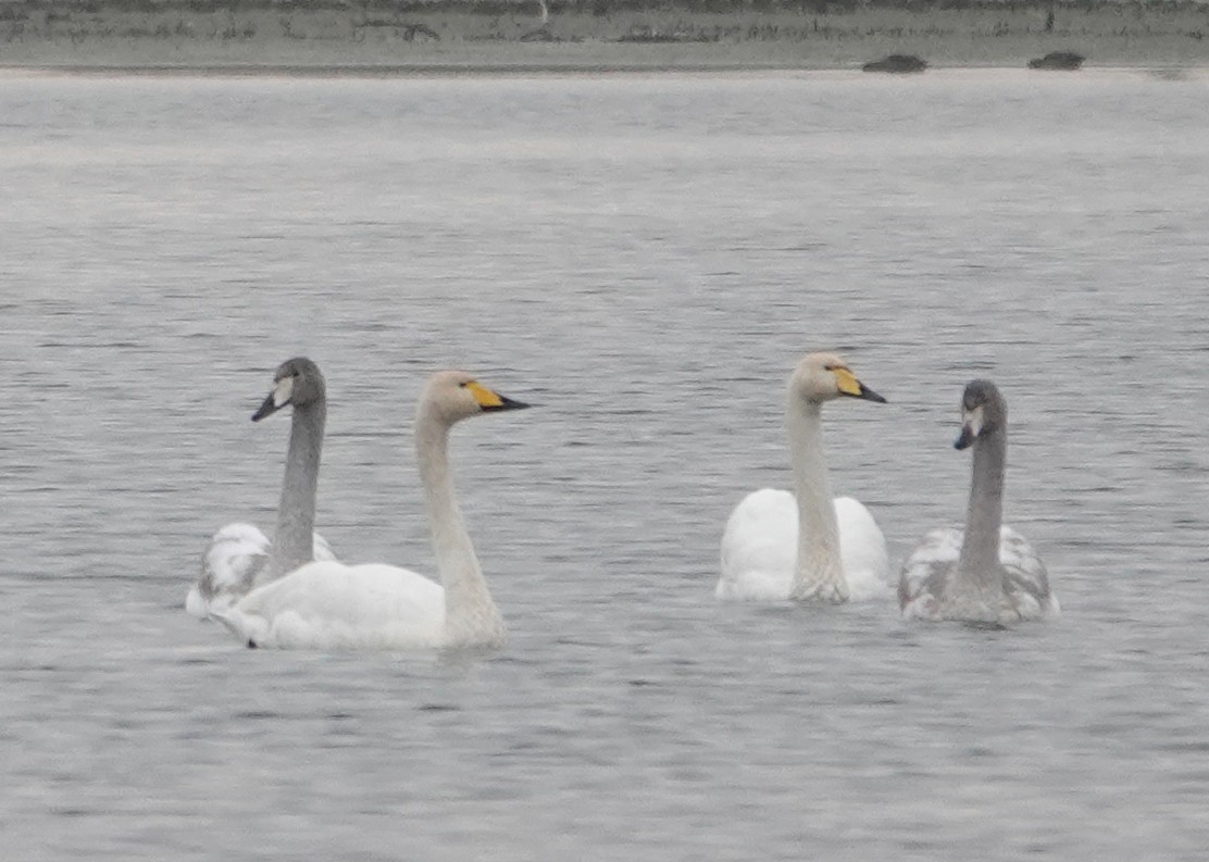 オオハクチョウ - ML644582291