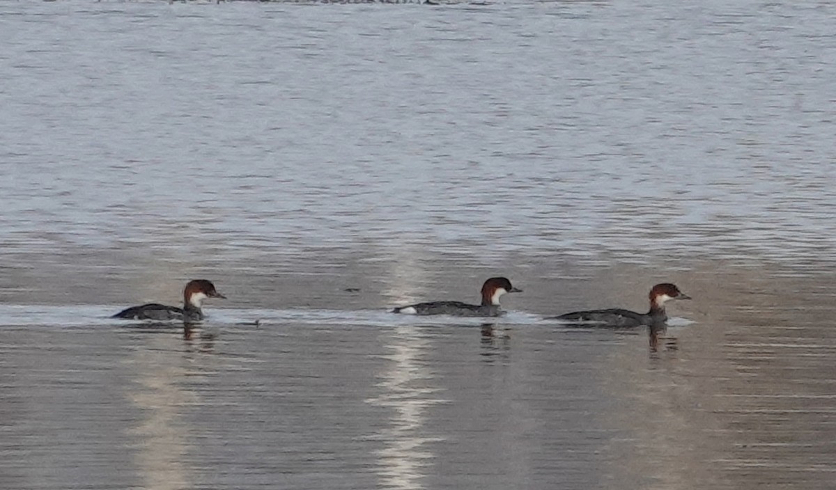 מרגון גמדי - ML644582292