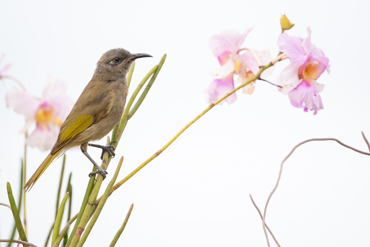 dunkelhonningeter - ML644582296