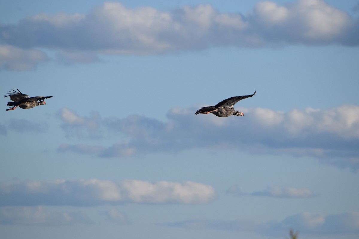 Southern Screamer - ML644582297