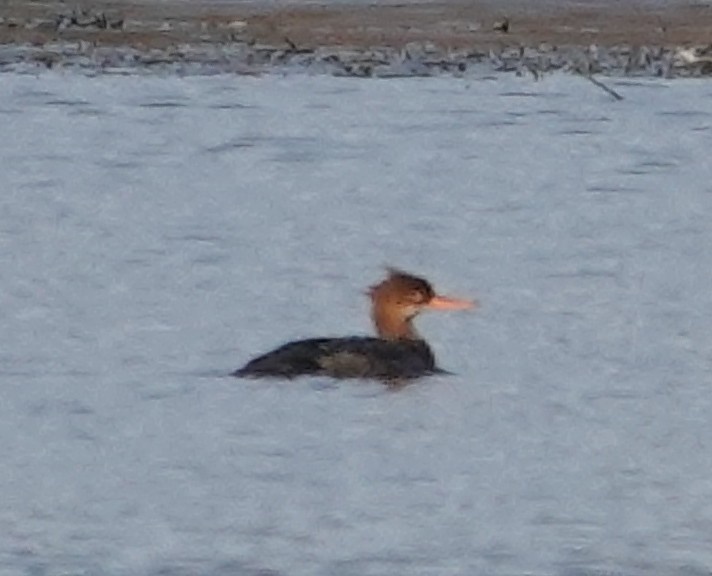 מרגון בינוני - ML644582299