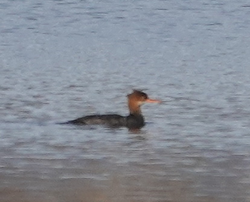 מרגון בינוני - ML644582300