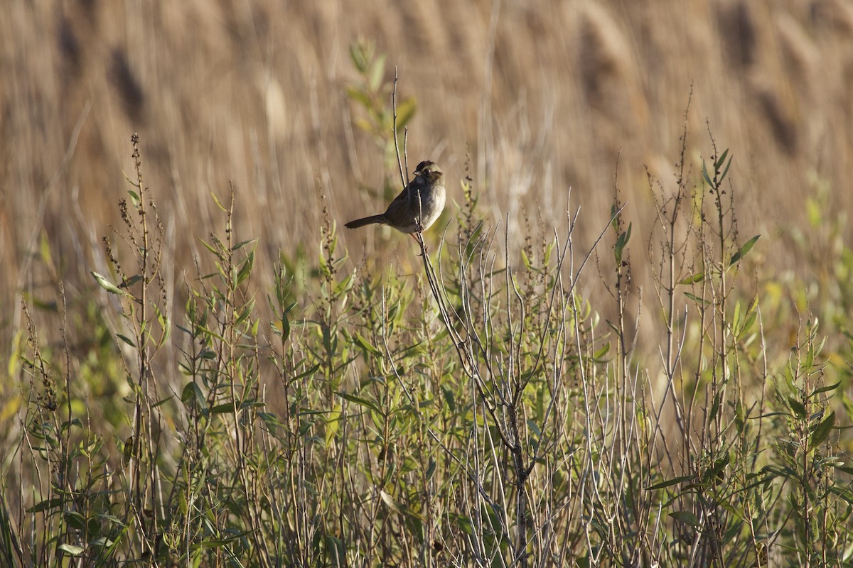 Болотная зонотрихия - ML644582301