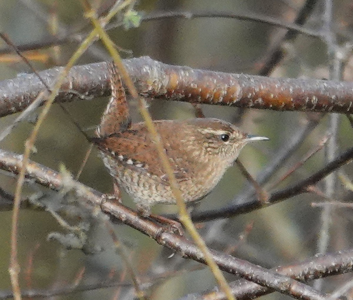 Eurasian Wren - ML644582302