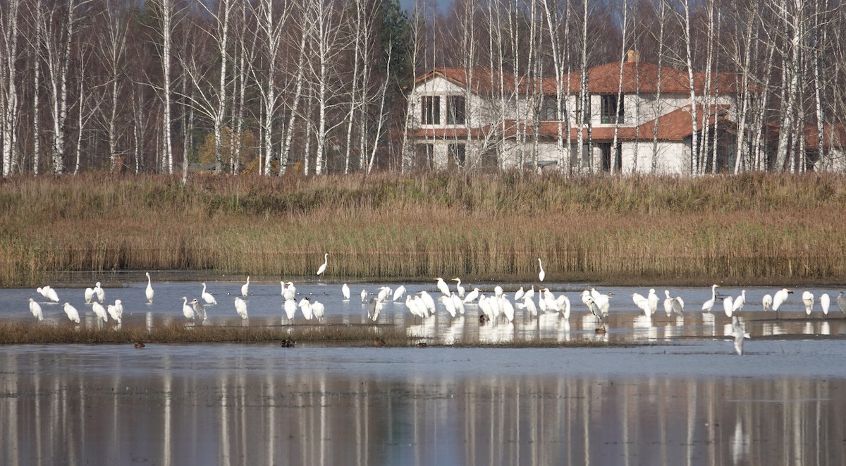 Great Egret - ML644582306