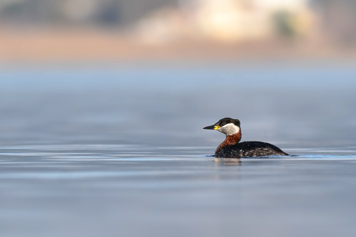 Grèbe jougris - ML644582317