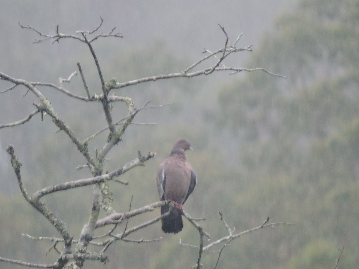 Темнохвостый голубь - ML644582322