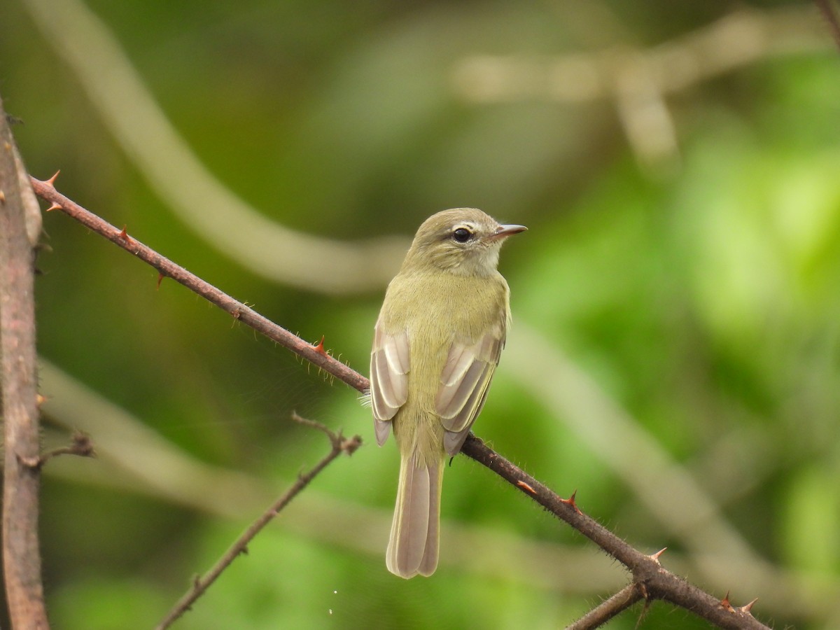 Greenish Elaenia - ML644582323