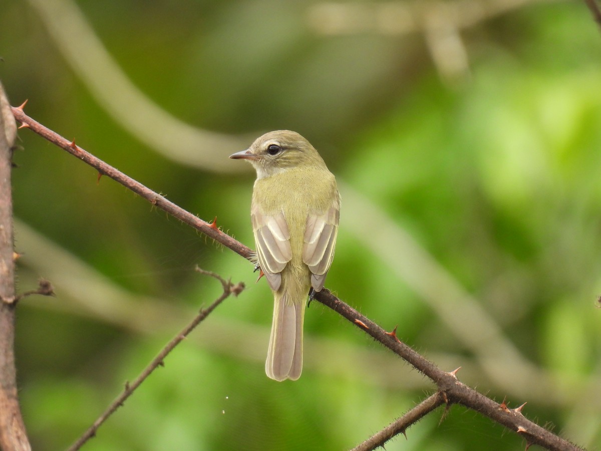 Greenish Elaenia - ML644582324