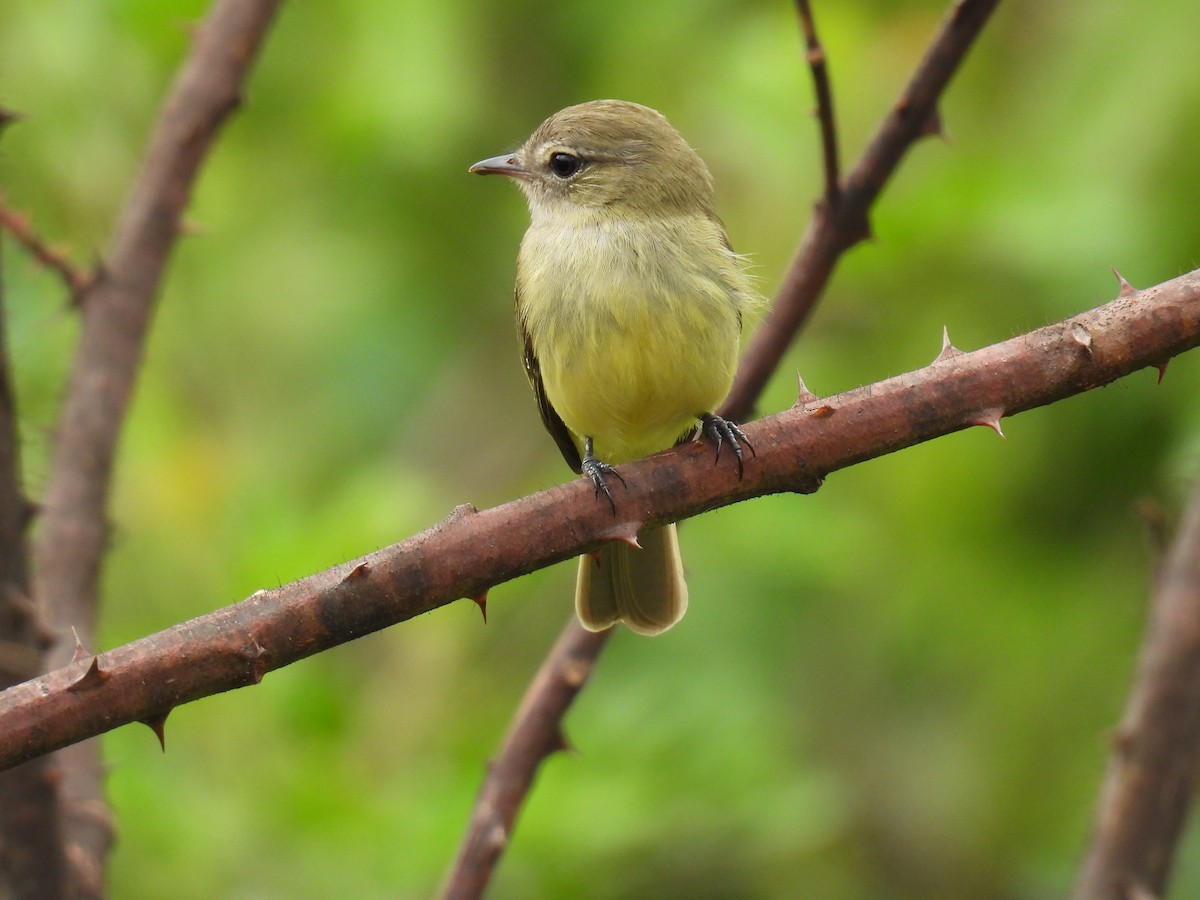 Greenish Elaenia - ML644582326