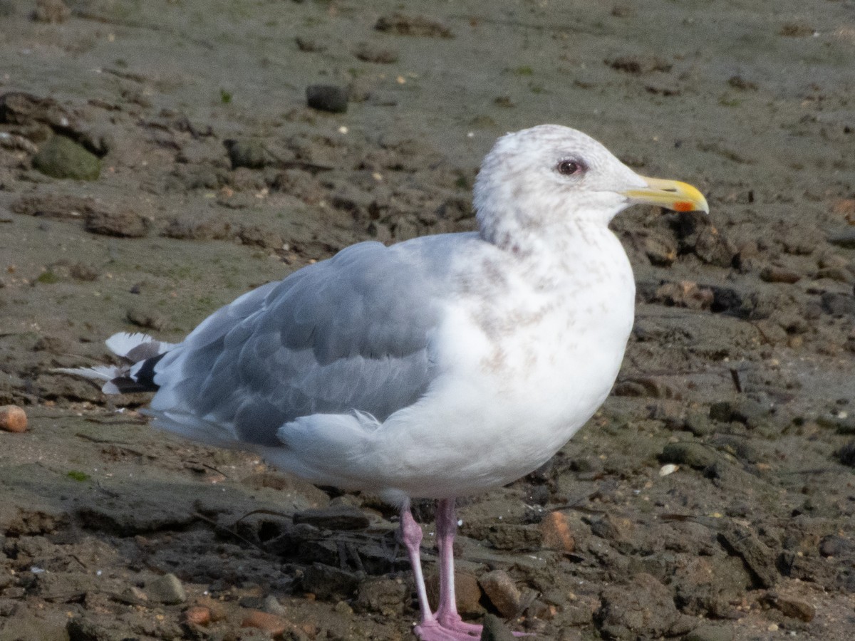 Iceland Gull (Thayer's) - ML644582332
