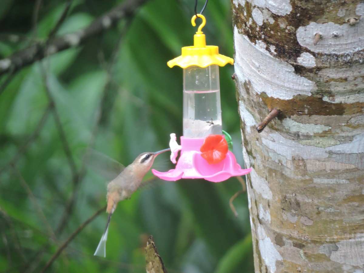 Planalto Hermit - ML644582337