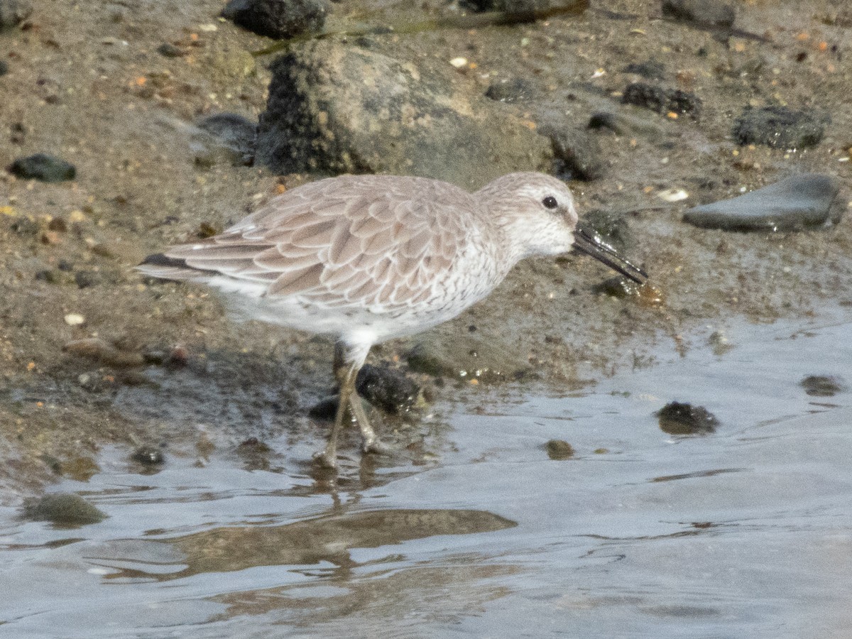 polarsnipe - ML644582344