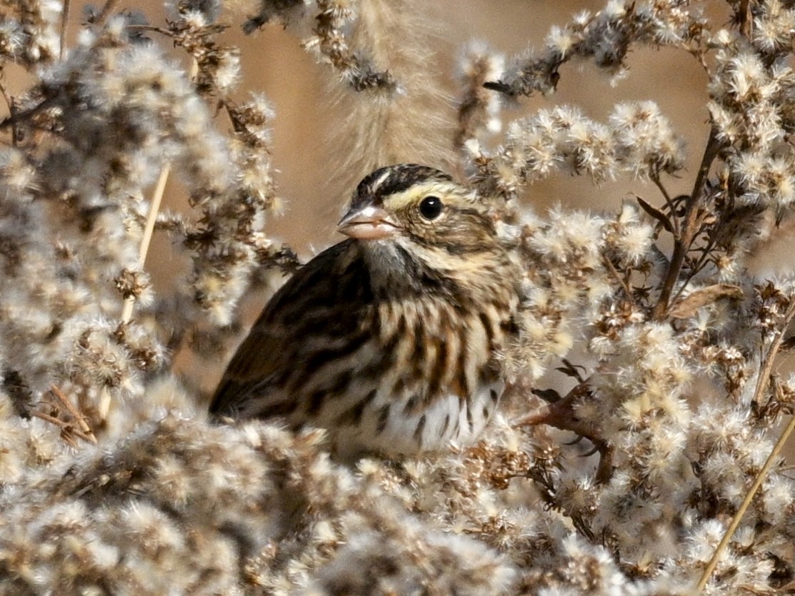 稀樹草鵐 - ML644582349