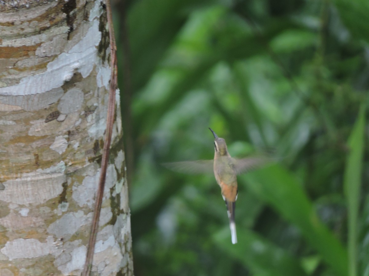 Planalto Hermit - ML644582356