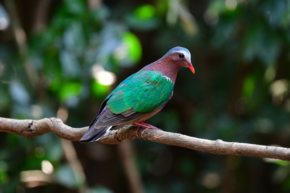 Asian Emerald Dove - ML644582359
