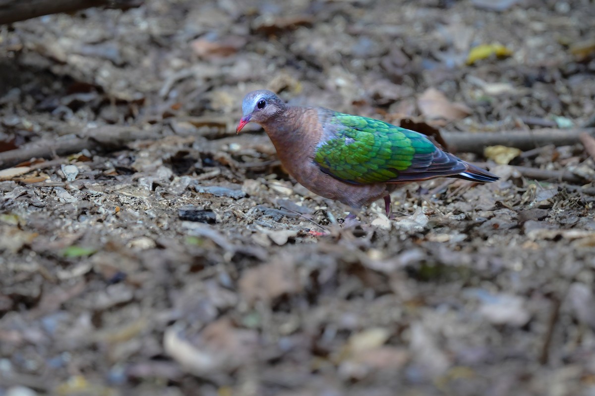 Asian Emerald Dove - ML644582361