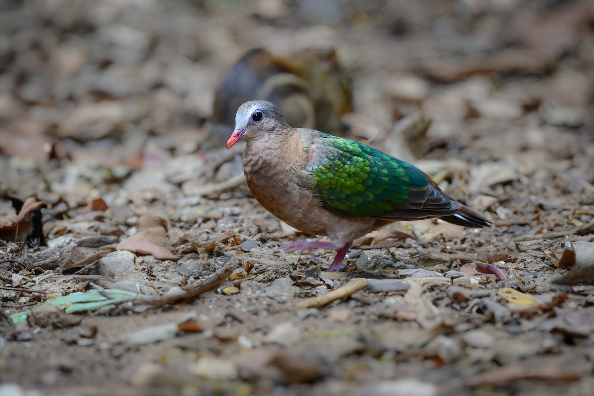 Asian Emerald Dove - ML644582362