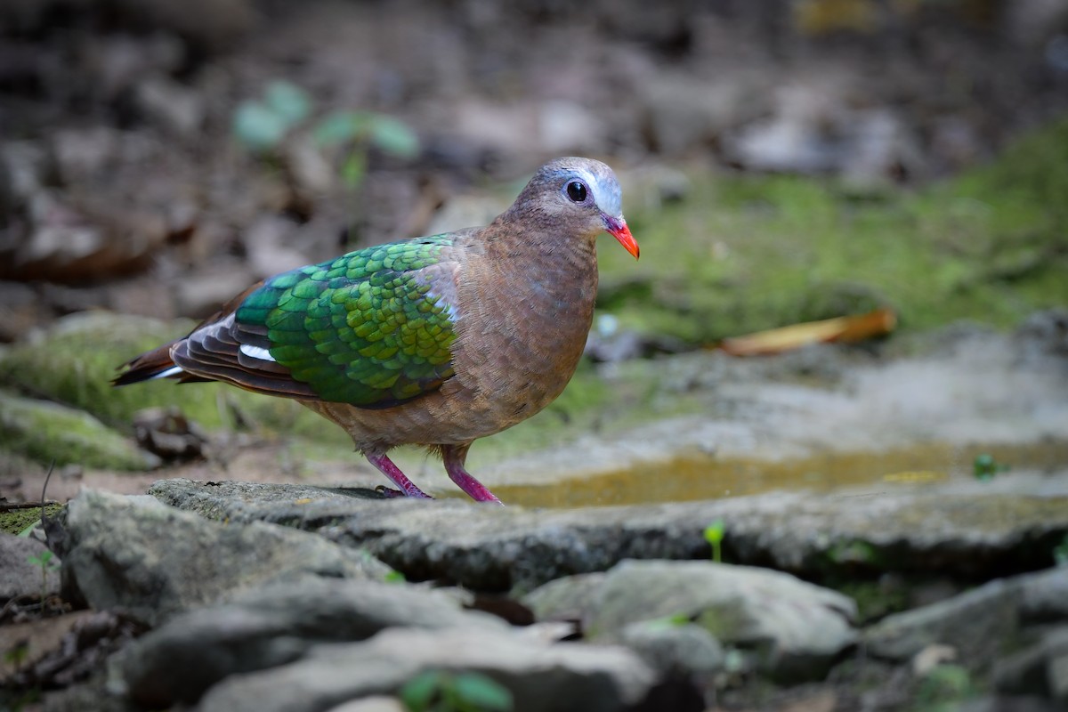 Asian Emerald Dove - ML644582363
