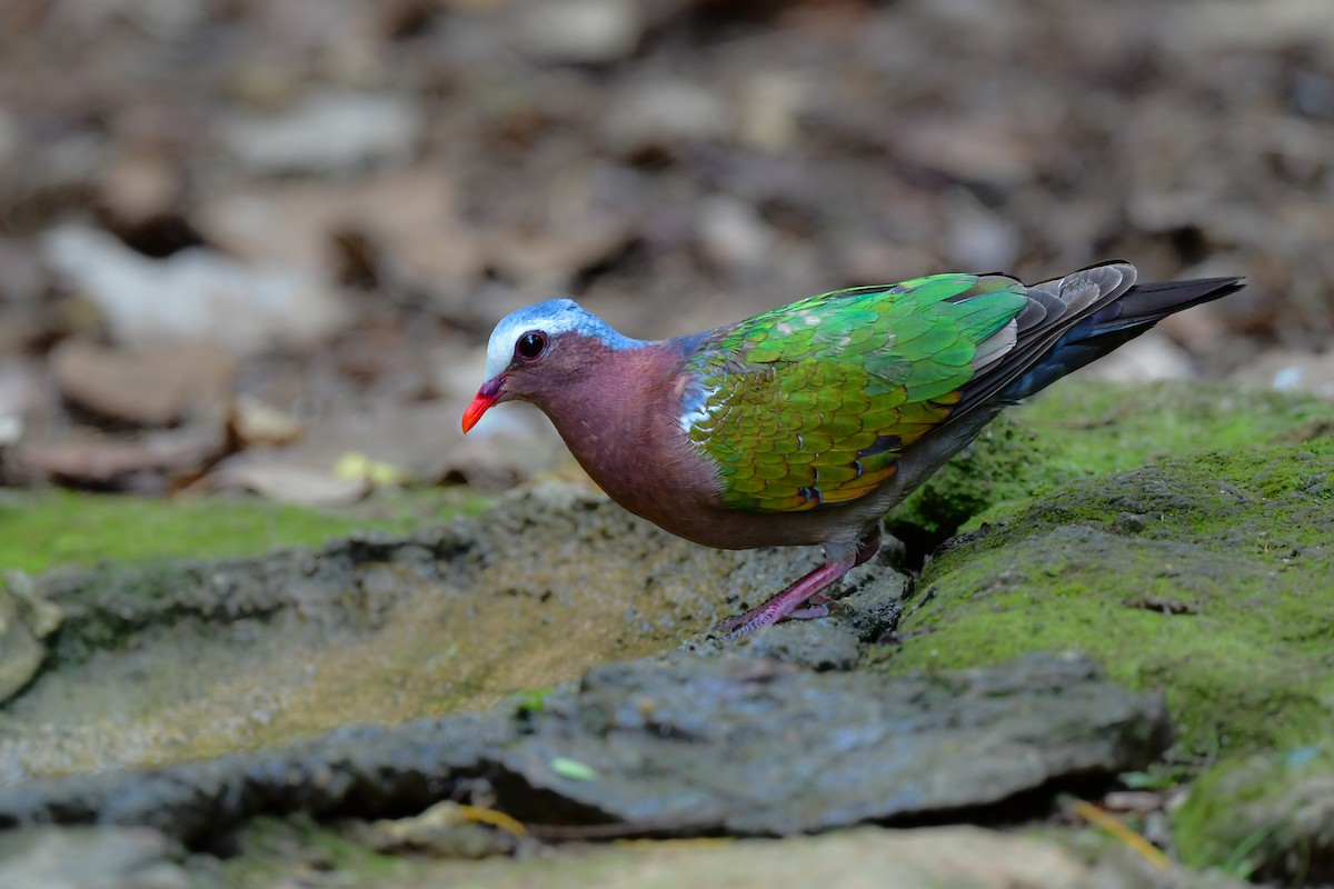 Asian Emerald Dove - ML644582366