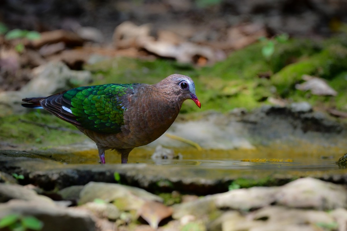 Asian Emerald Dove - ML644582367