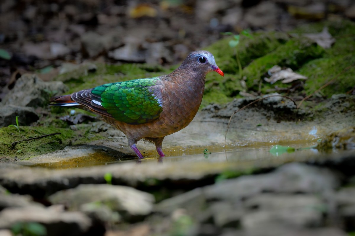 Asian Emerald Dove - ML644582368