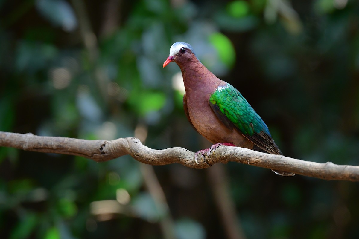 Asian Emerald Dove - ML644582369