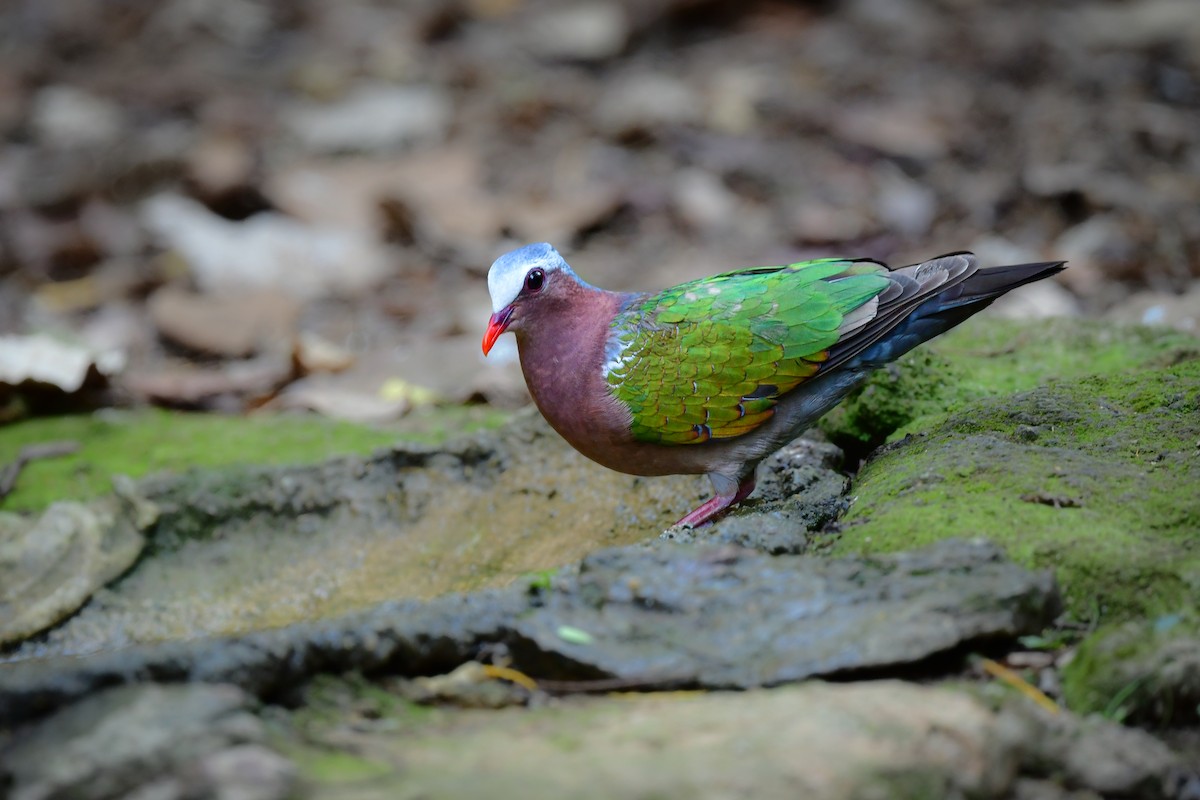 Asian Emerald Dove - ML644582370