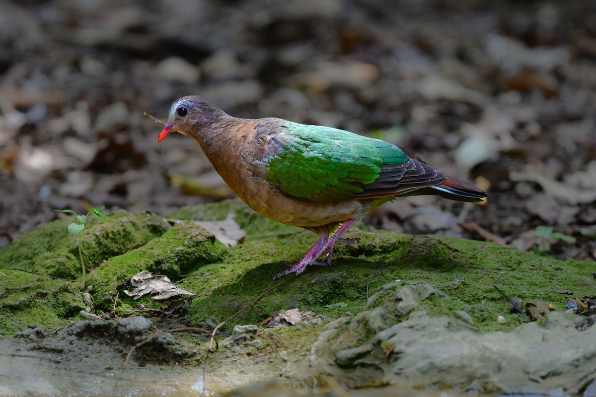 Asian Emerald Dove - ML644582371