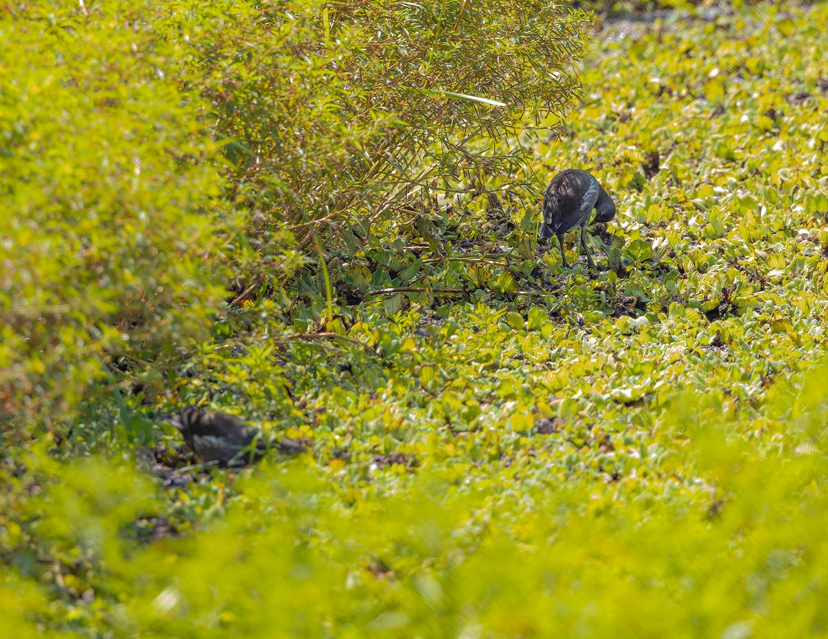 סופית אמריקנית - ML644582373