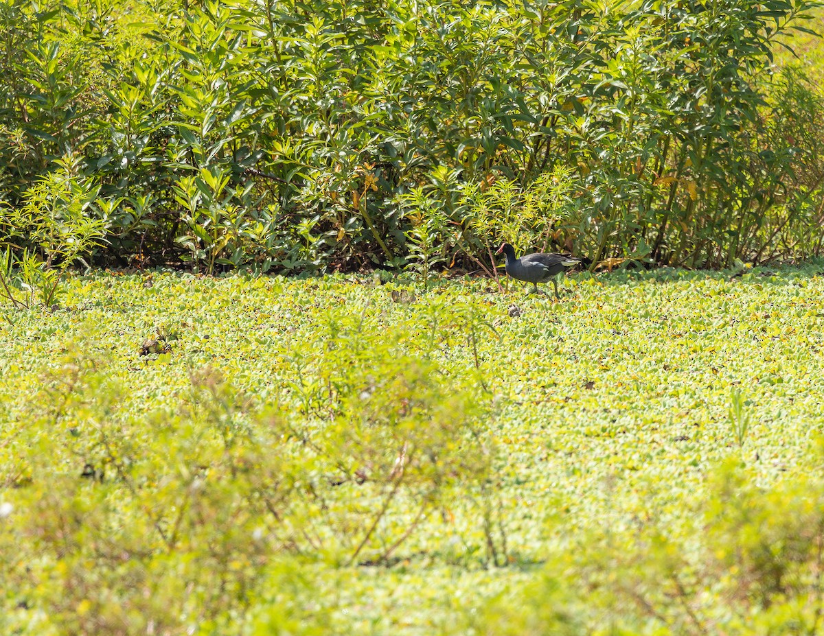 סופית אמריקנית - ML644582379