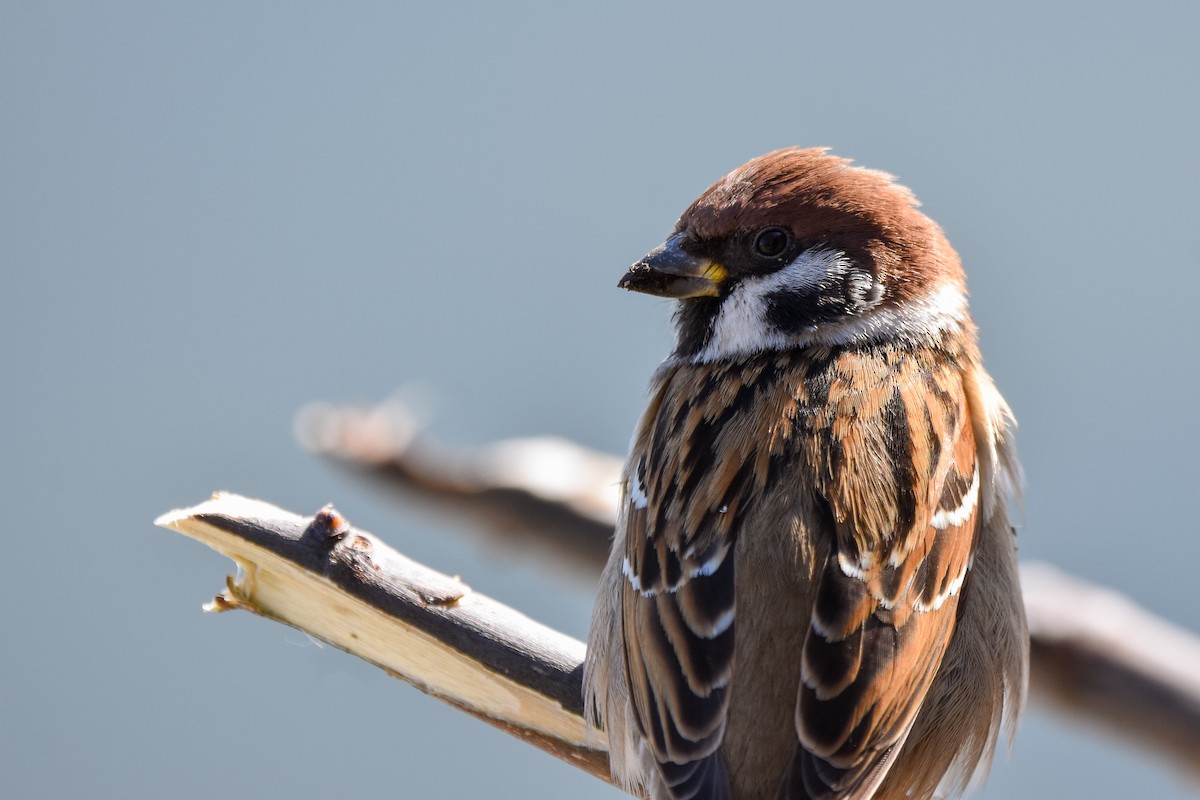 Ağaç Serçesi - ML644582380