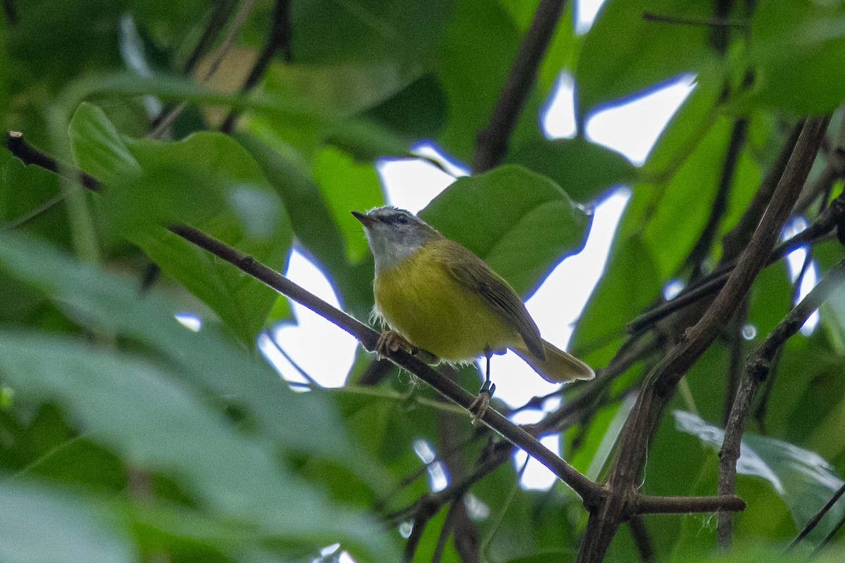 Yellow-bellied Warbler - ML644582383