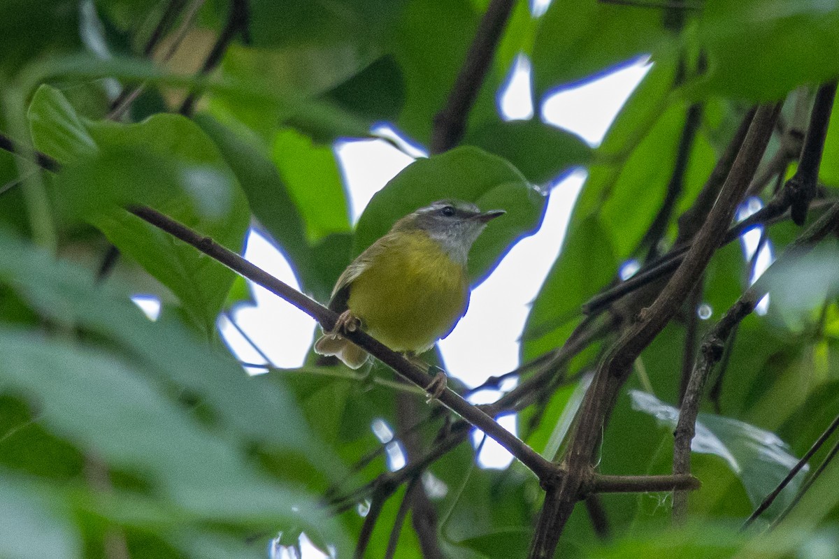 Yellow-bellied Warbler - ML644582384