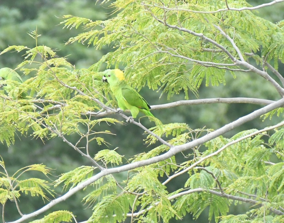 Amazona Nuquigualda - ML644582385