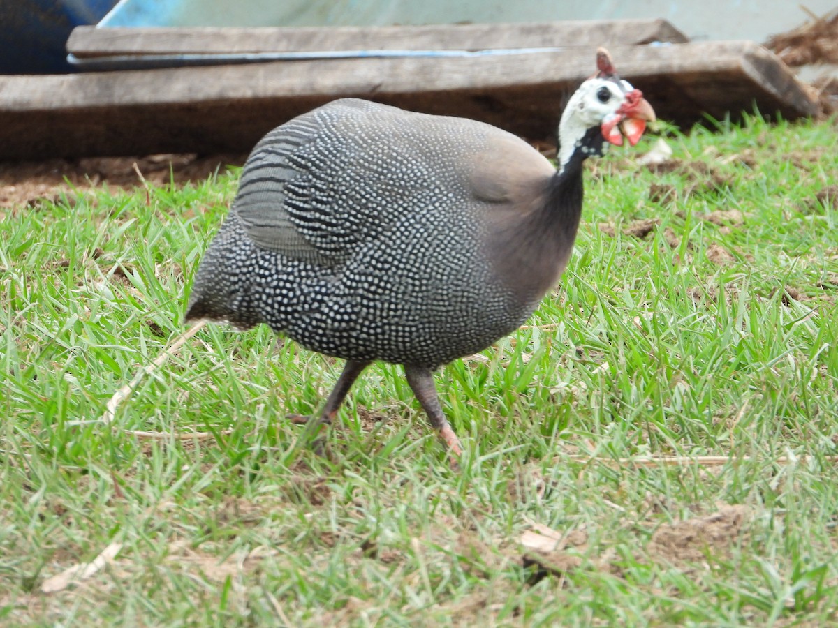 פנינית הקסדה (פליטת תרבות) - ML644582388
