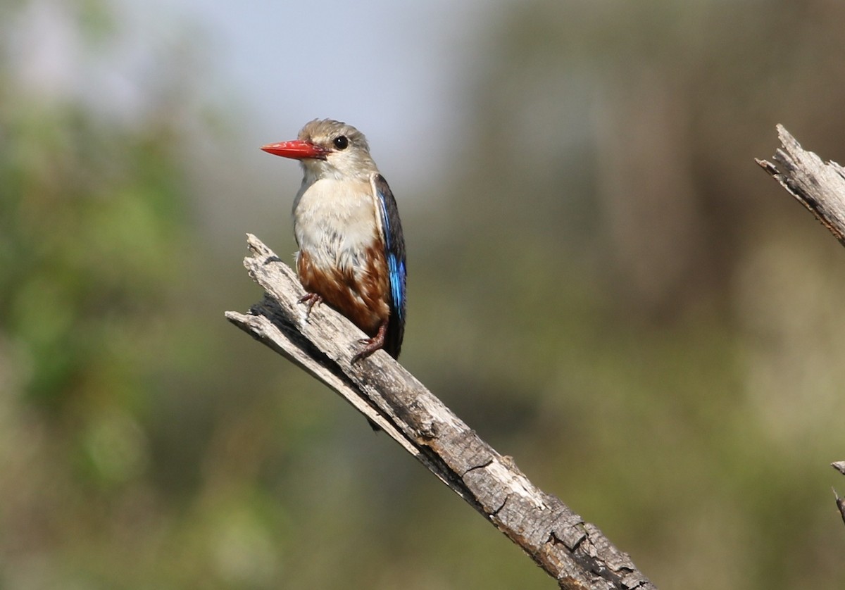 Martin-chasseur à tête grise - ML644582392