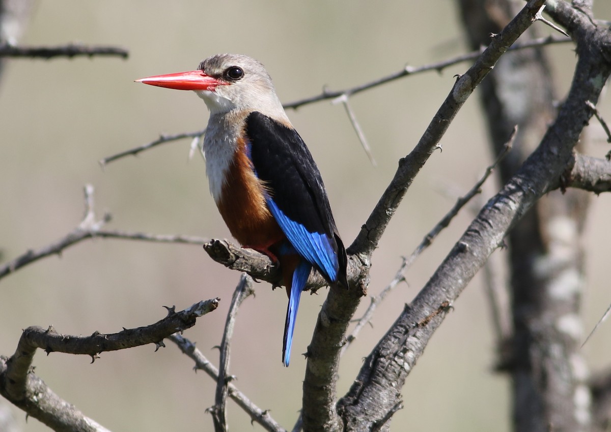 Martin-chasseur à tête grise - ML644582393