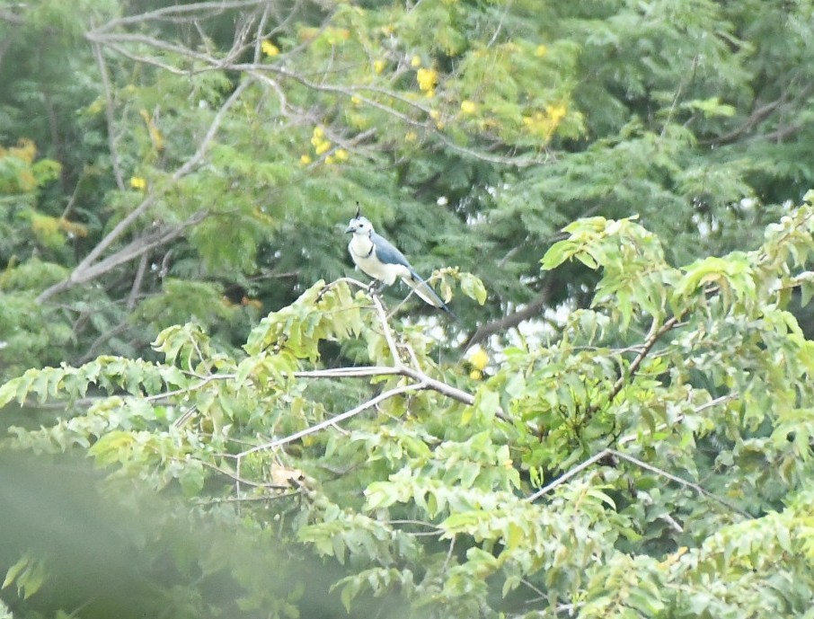 Urraca Hermosa Cariblanca - ML644582394