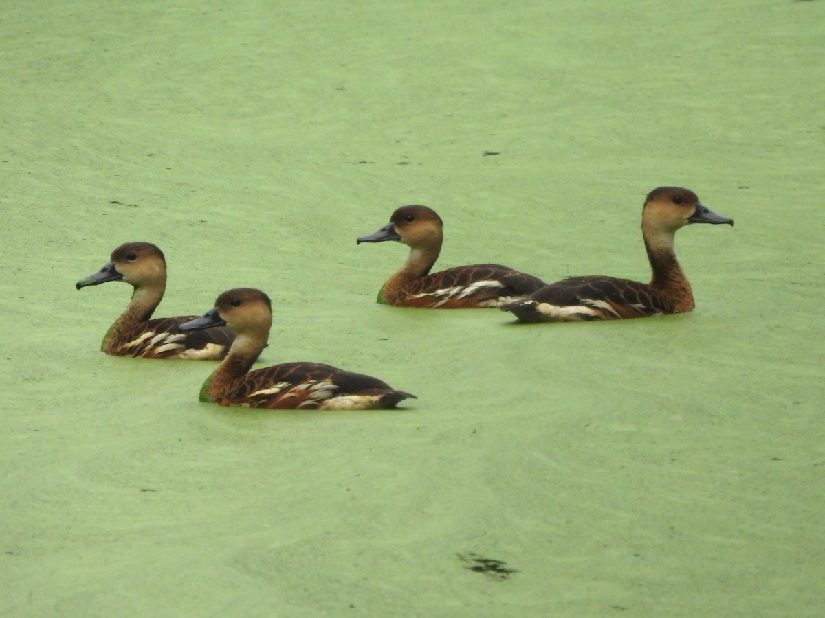 オオリュウキュウガモ - ML644582395